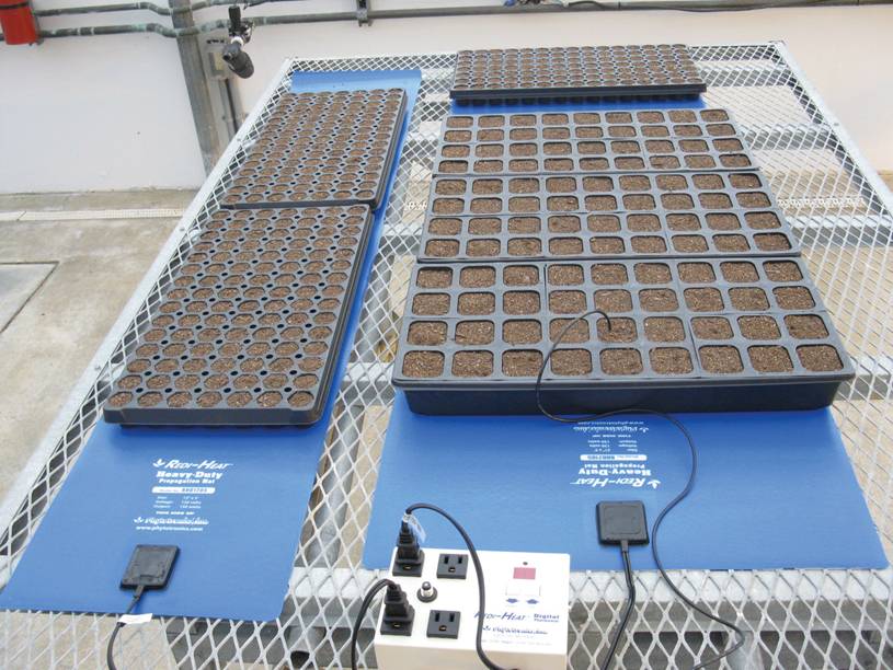 Why Heat Mats and Thermostats Provide the Best Growth Environment –  Phytotronics, Inc.